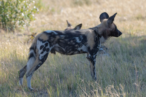 Mana pools - Camp Zambezi (A pied)