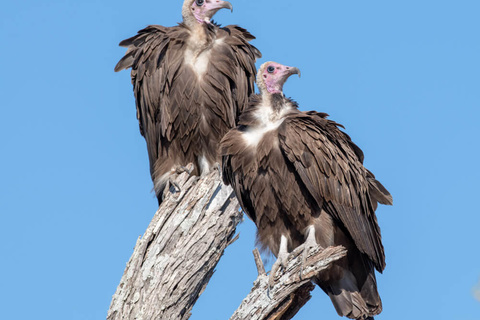 Karatu - Lac Manyara