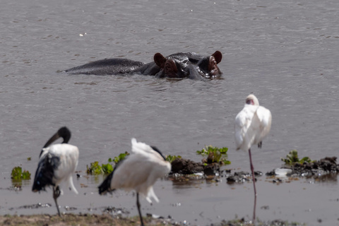 Amboseli