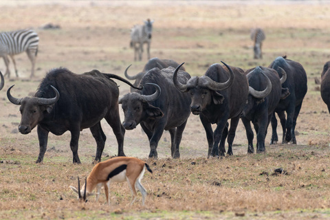 Naivasha - Amboseli