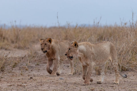 Naivasha - Amboseli