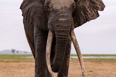 Amboseli