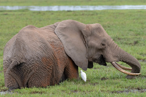 Amboseli - Nairobi - Vol retour vers l'Europe