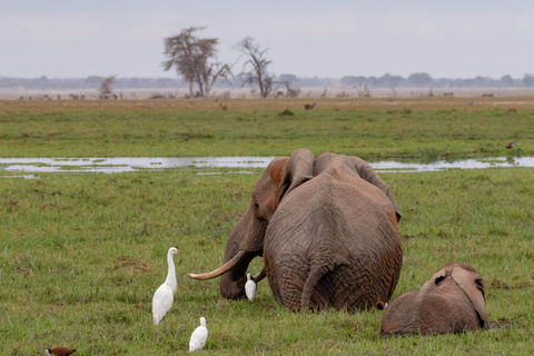 Amboseli