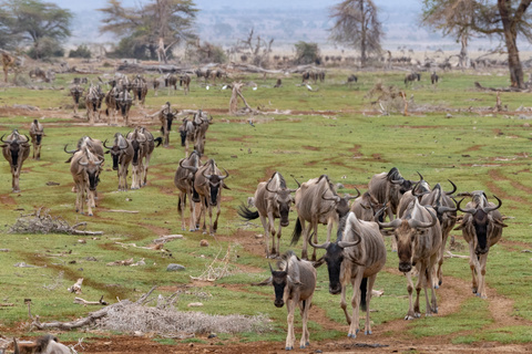 Amboseli