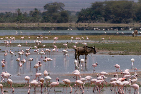 Amboseli - Nairobi - Vol retour vers l'Europe