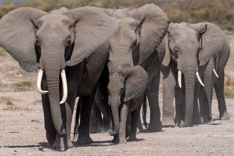 Amboseli