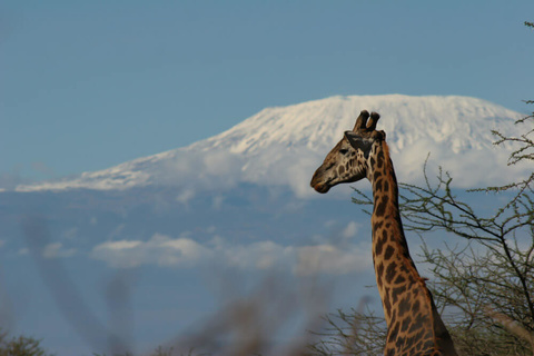 Tsavo Ouest - Tsavo Est