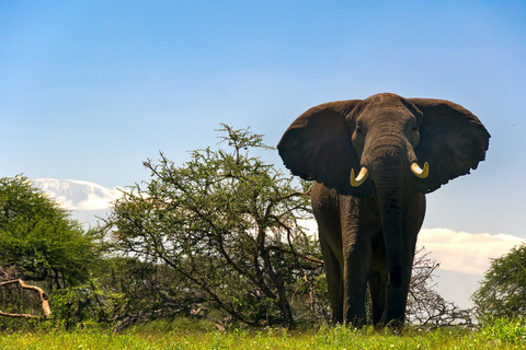 Naivasha - Amboseli