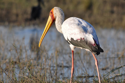 Nakuru - Naivasha