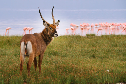 Masaï Mara - Naivasha