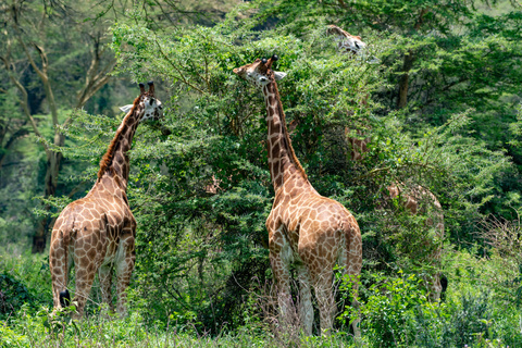 Masaï Mara - Nakuru