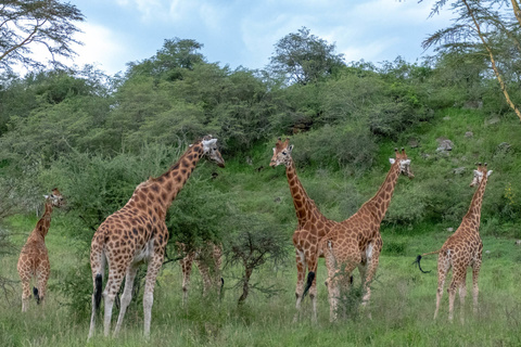 Masaï Mara - Nakuru