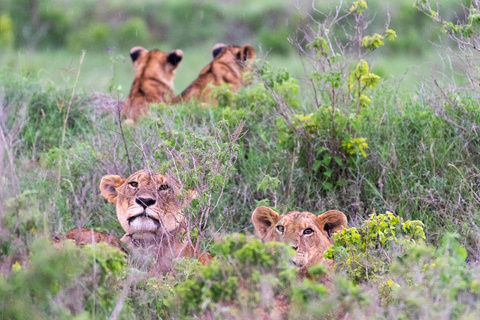 Naivasha - Amboseli