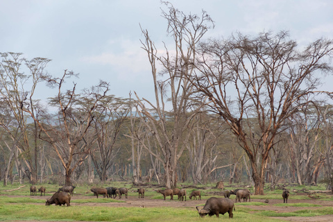 Masaï Mara - Nakuru