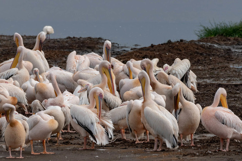 Naivasha - Amboseli