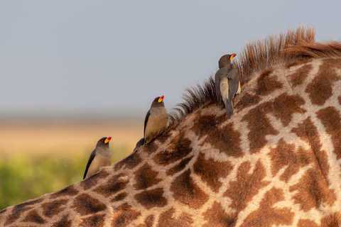 Réserve de Masaï Mara