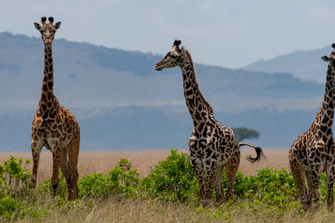 Réserve du Masaï Mara