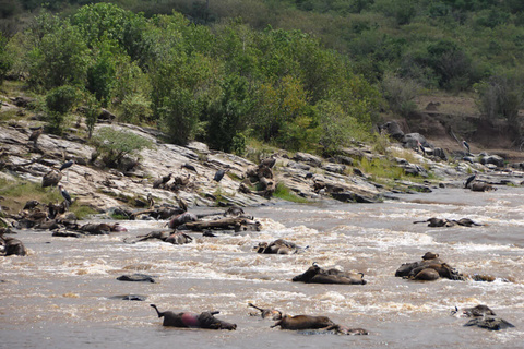 Réserve du Masaï Mara