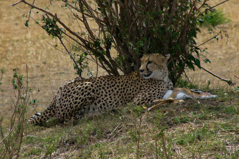 Nakuru - Masaï Mara