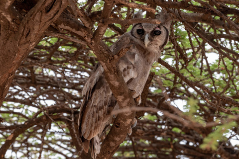 Meru - Buffalo Spring - Samburu