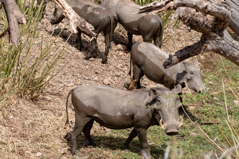 Meru - Buffalo Spring - Samburu