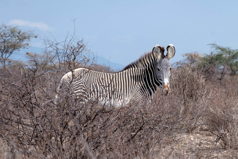 Meru - Buffalo Spring - Samburu