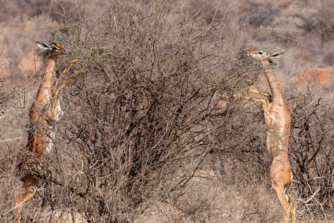 Samburu