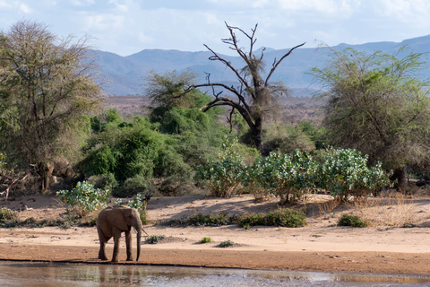 Samburu