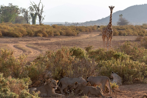 Samburu