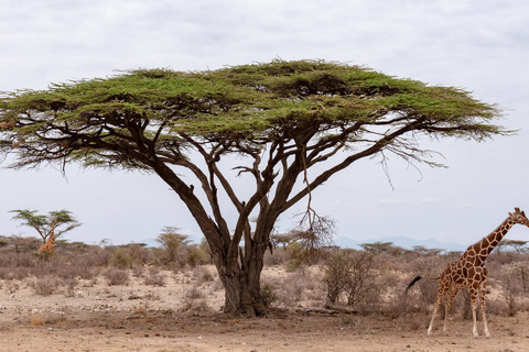 Samburu - Marsabit