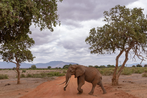 Tsavo - Mombasa - Vol retour vers l'Europe