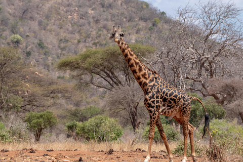 Amboseli - Tsavo Ouest