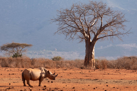 Amboseli - Tsavo Ouest