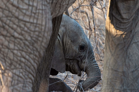 Amboseli - Tsavo Ouest