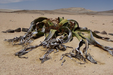 Brandberg - Swakopmund