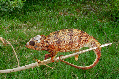 Ambalavao - Ranohira