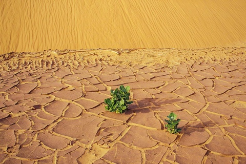 La Vallée Blanche - Toungad - Guelta d'El Berbera
