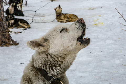 De Jigleeg à Dolon Uul