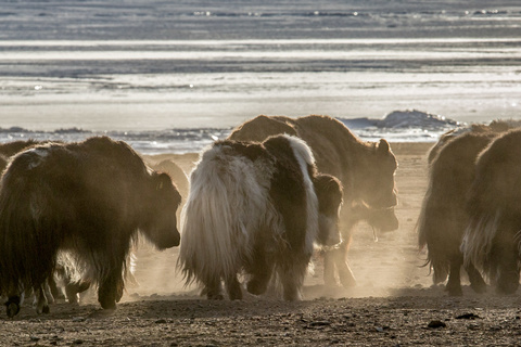 Ile de Dalayn Modon Huys