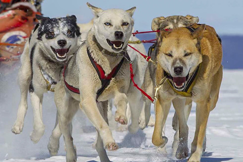 Route retour vers Oulan Bator