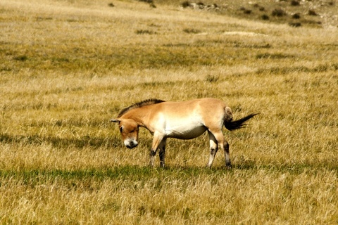 Arrivée en Mongolie - Parc naturel de Khustay