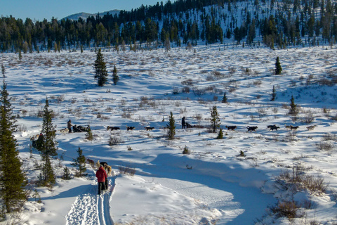 Départ du raid en chiens de traineaux - Rivière Tuul
