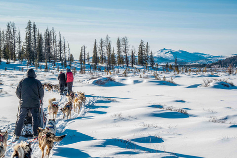 Départ du raid en chiens de traineaux - Rivière Tuul