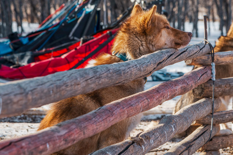 Départ du raid en chiens de traineaux - Rivière Tuul