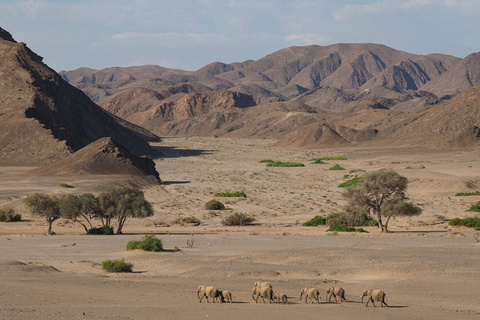 Région du Damaraland - Vallée de l'Huab