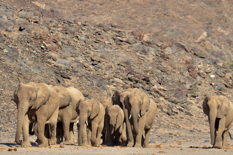 Région du Damaraland - Vallée de l'Huab