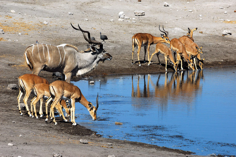 Parc d'Etosha - Windhoeck