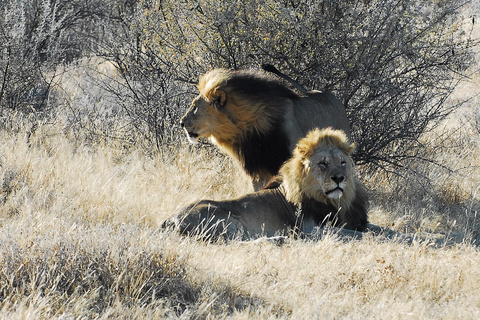 Windhoek - Parc d'Etosha - Namutoni