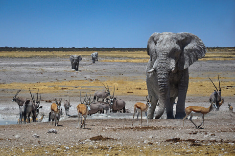 Parc d'Etosha -  De Namutoni à Okaukuejo